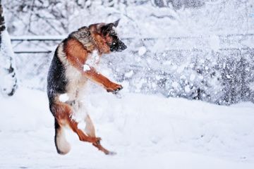 Юний рятувальник: хлопчик пірнув у холодну воду, аби врятувати собаку! Юний рятувальник: хлопчик пірнув у холодну воду, аби врятувати собаку!