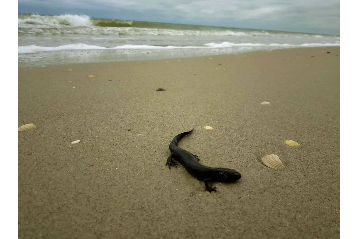 Чергові жертви російського теракту на Каховській ГЕС: загинули 149 червонокнижних тритонів Чергові жертви російського теракту на Каховській ГЕС: загинули 149 червонокнижних тритонів