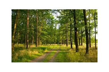 ​За втручання прокуратури, на Вінниччині повернуто державі земельні ділянки лісогосподарського призначення загальною площею 211 га  вартістю 295 млн гривень