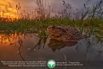 ​Світлина із земляною жабою стала найкращою фотографією Дніпропетровщини в конкурсі «Вікі любить Землю 2020»