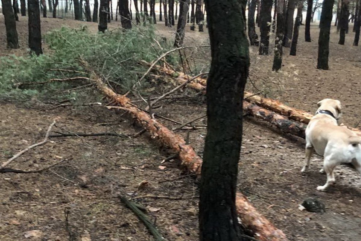 Вирубка дерев на Миколаївщині Вирубка дерев на Миколаївщині