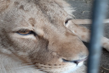 Примусове вилучення лева Примусове вилучення лева