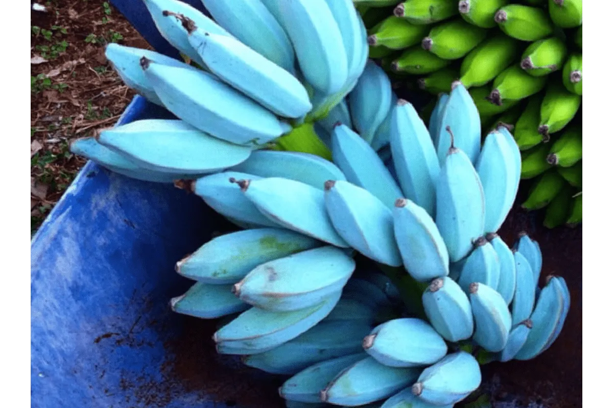 Синій банан завойовує інтерес споживачів екзотичних фруктів.