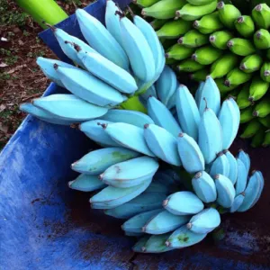 ​Синій банан завойовує інтерес споживачів екзотичних фруктів.