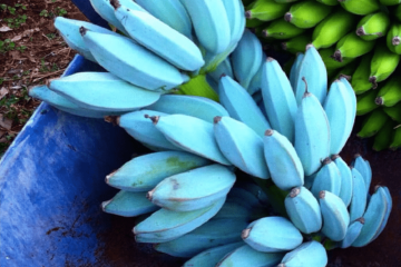 Синій банан завойовує інтерес споживачів екзотичних фруктів. Синій банан завойовує інтерес споживачів екзотичних фруктів.