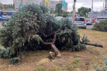 Радикальний благоустрій: поблизу цирку у Дніпрі спиляли рідкісні блакитні ялинки Радикальний благоустрій: поблизу цирку у Дніпрі спиляли рідкісні блакитні ялинки