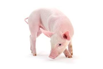 Імпорт свинини зріс Імпорт свинини зріс