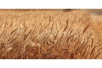 Інформаційне агентство : Глава ООН закликав домогтися перетворення продовольчих систем Інформаційне агентство : Глава ООН закликав домогтися перетворення продовольчих систем