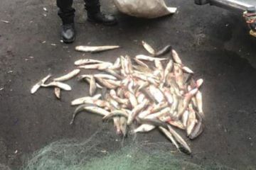 Маріуполець наловив риби на сто дев’яносто тисяч гривень Маріуполець наловив риби на сто дев’яносто тисяч гривень