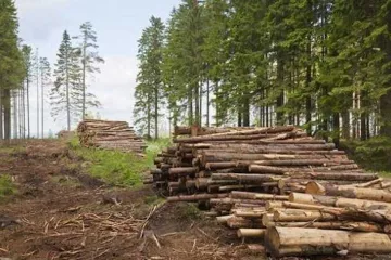 ​Как черновицкие лесные дерибанщики убирали неугодного им руководителя лесного управления