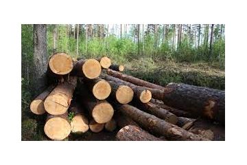 Незаконна порубка дубів – підозрюваному загрожує до 7 років ув’язнення Незаконна порубка дубів – підозрюваному загрожує до 7 років ув’язнення