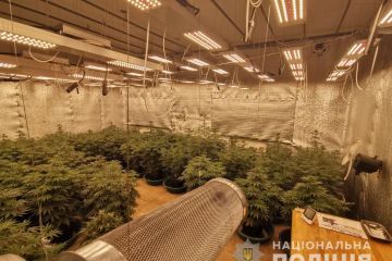 Мешканець Кривого Рогу виростив у квартирі марихуани на півтора мільйона гривень Мешканець Кривого Рогу виростив у квартирі марихуани на півтора мільйона гривень
