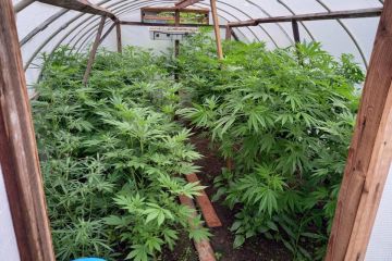 У мешканця П`ятихатського району вилучили коноплі та канабіс загальною вартістю три мільйони гривень У мешканця П`ятихатського району вилучили коноплі та канабіс загальною вартістю три мільйони гривень