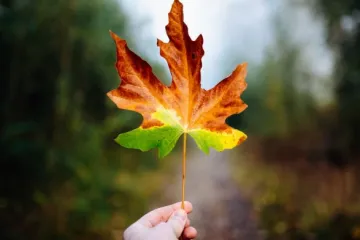 ​Погода 16 жовтня: осінь дає про себе знати 