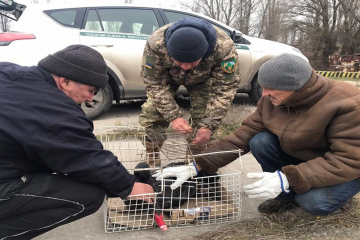 Врятували чорного австралійського лебедя Врятували чорного австралійського лебедя