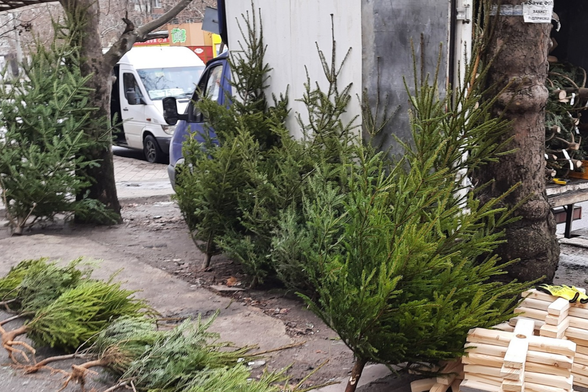 На Миколаївщині провели перевірки законності торгівлі новорічними ялинками На Миколаївщині провели перевірки законності торгівлі новорічними ялинками