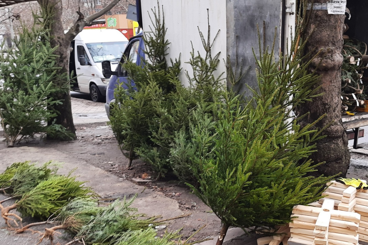 На Миколаївщині провели перевірки законності торгівлі новорічними ялинками