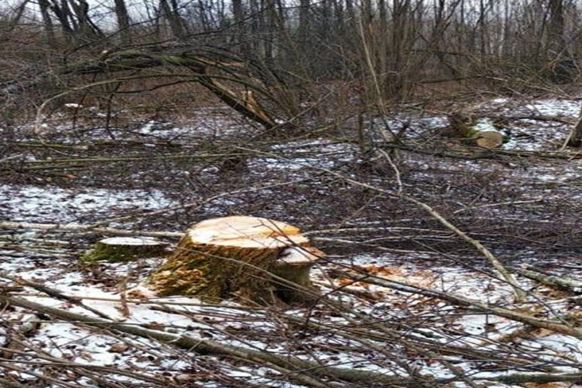 На Житомирщині вирубили сосен на мільйон гривень На Житомирщині вирубили сосен на мільйон гривень