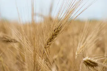 ​Невже в нас залишиться зайвий запас пшениці. Чому скоротили обсяг імпорту?