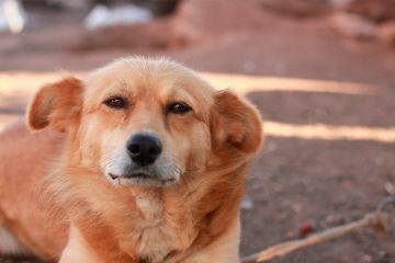 На Одещині до відповідальності притягнуть чоловіків за жорстоке поводження з тваринами На Одещині до відповідальності притягнуть чоловіків за жорстоке поводження з тваринами