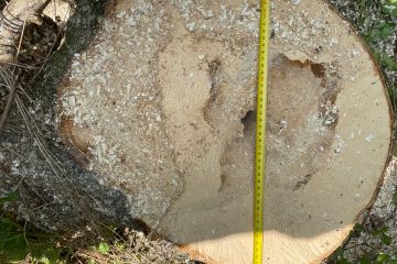 Незаконна порубка лісу на понад 1 млн грн – на Київщині викрито групу осіб Незаконна порубка лісу на понад 1 млн грн – на Київщині викрито групу осіб