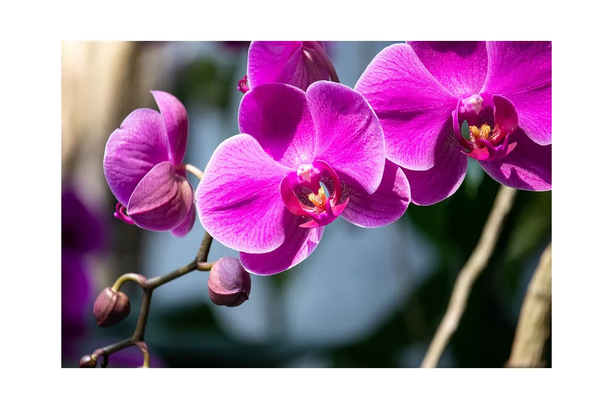 Доставка квітів Дніпро: Як правильно доглядати за орхідеєю 
