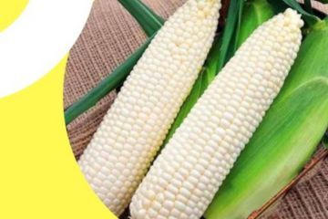 Науковці з Вінниці створили новий сорт солодкої кукурудзи Науковці з Вінниці створили новий сорт солодкої кукурудзи