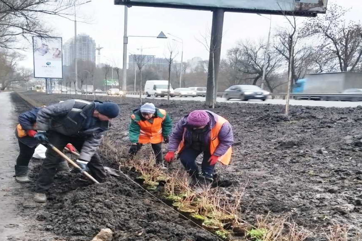 На Київщині висадили кущі бирючини На Київщині висадили кущі бирючини