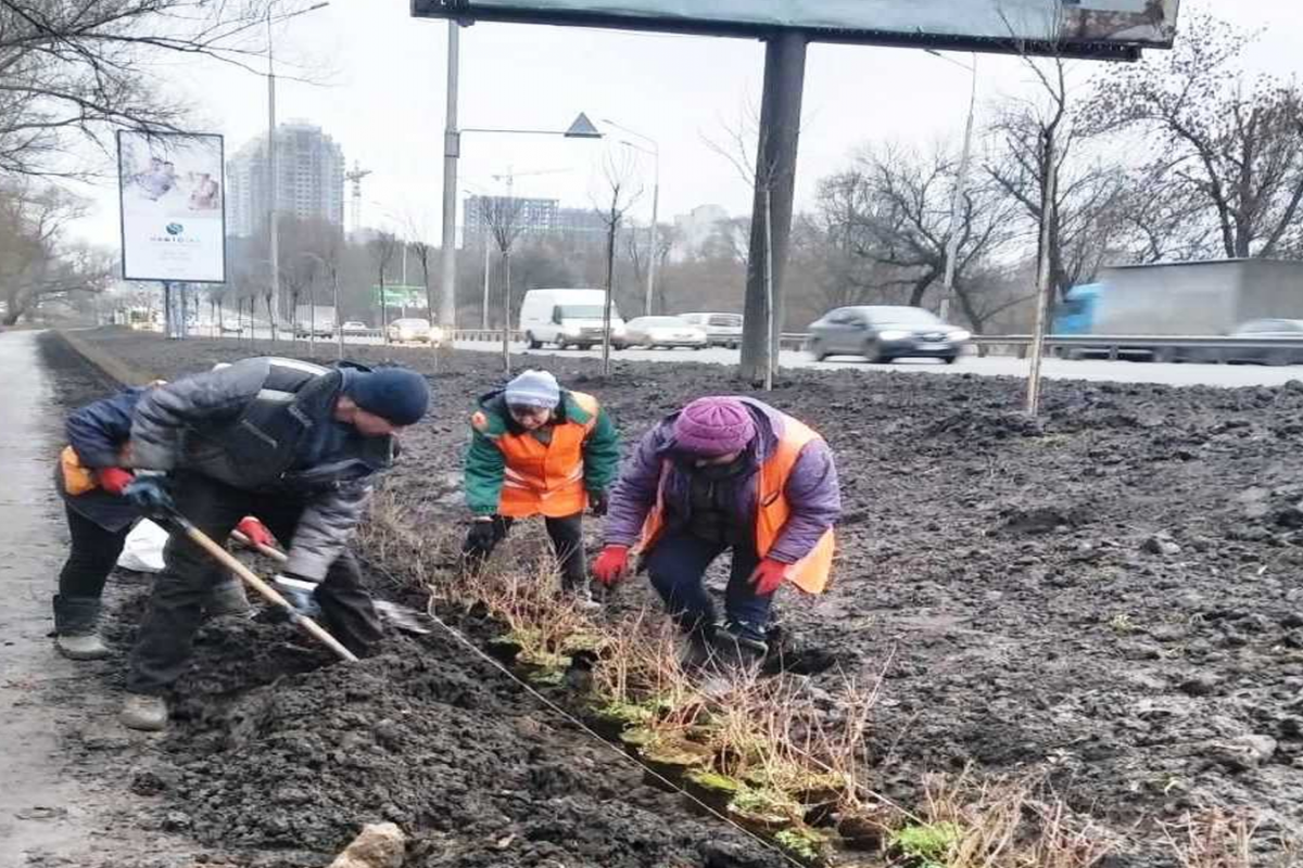 На Київщині висадили кущі бирючини 