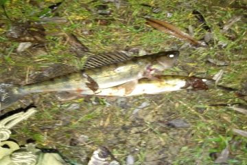 Незаконна рибалка на річці Південний Буг  Незаконна рибалка на річці Південний Буг