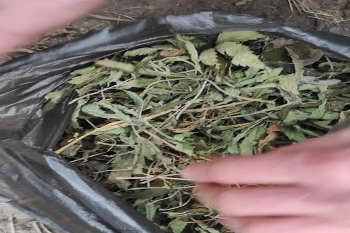 На Миколаївщині у чоловіка  було знайдено 200гр коноплі