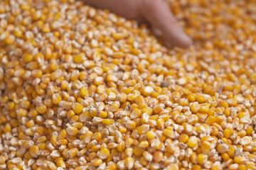 Кукурудза починає дорожчати: чому аграрії стримують продаж? Кукурудза починає дорожчати: чому аграрії стримують продаж?