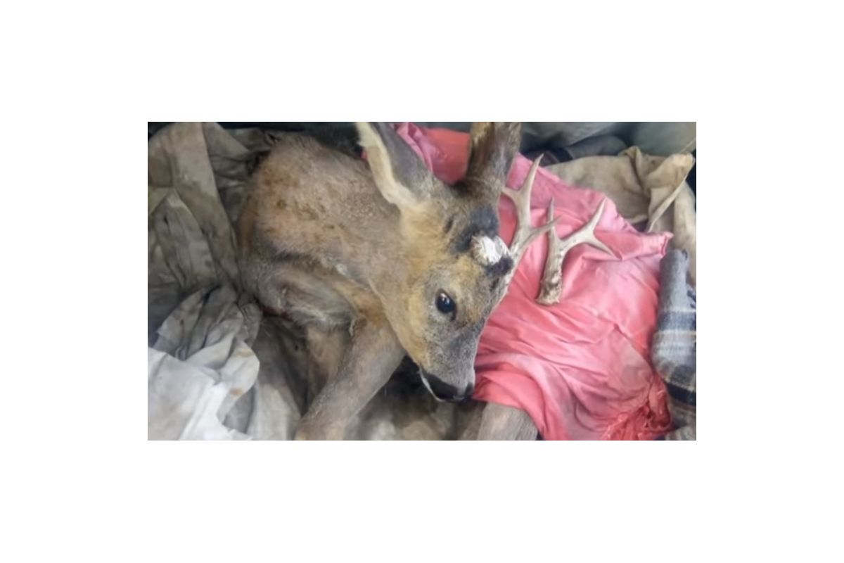 В Кам’янському поліція врятувала поранену косулю, яка вибігла на узбіччя! В Кам’янському поліція врятувала поранену косулю, яка вибігла на узбіччя!
