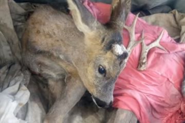 В Кам’янському поліція врятувала поранену косулю, яка вибігла на узбіччя! В Кам’янському поліція врятувала поранену косулю, яка вибігла на узбіччя!