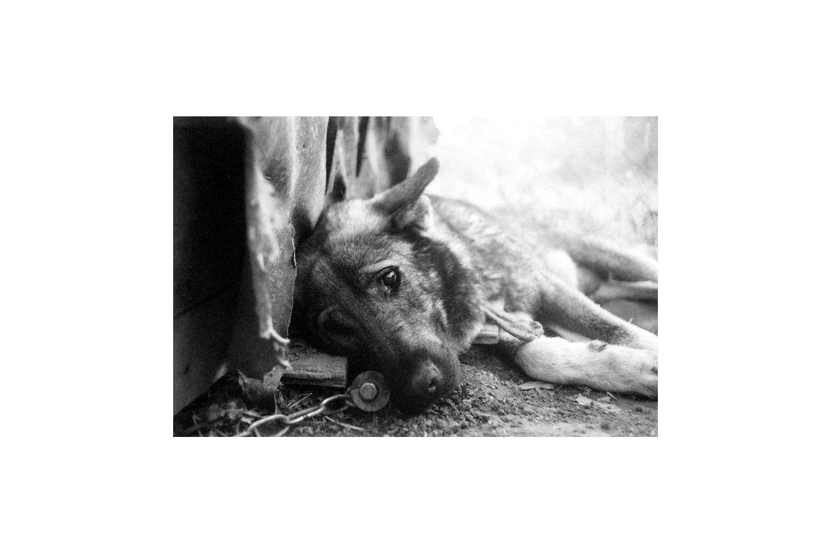 На Київщині жінка заморила голодом понад 20 домашніх тварин На Київщині жінка заморила голодом понад 20 домашніх тварин