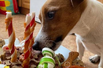 Талісману чернігівських саперів, знаменитому псу Патрону сьогодні виповнилося три роки Талісману чернігівських саперів, знаменитому псу Патрону сьогодні виповнилося три роки