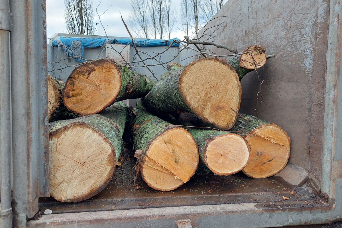 Незаконна порубка дерев на понад 2,4 млн грн – підозрюються двоє мешканців Київщини Незаконна порубка дерев на понад 2,4 млн грн – підозрюються двоє мешканців Київщини