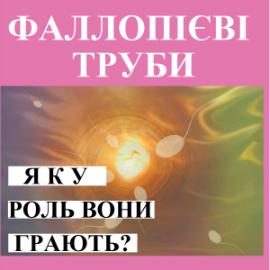 Репродуктолог Київ: Фаллопієві труби, яку роль вони відіграють? Репродуктолог Київ: Фаллопієві труби, яку роль вони відіграють?