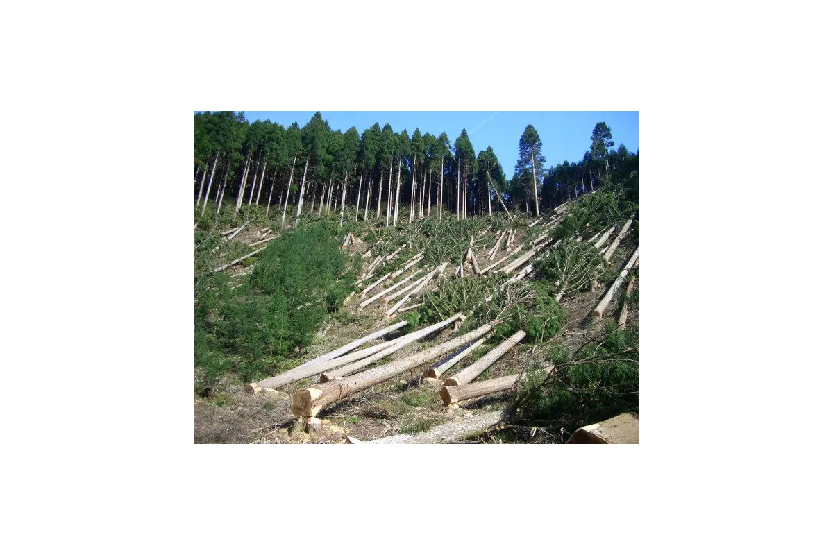 Північний апеляційний господарський суд підтвердив правомірність вимог прокуратури Чернігівської області про зобов’язання лісокористувача відшкодувати 55,5 тис грн, завданих незаконною порубкою дерев