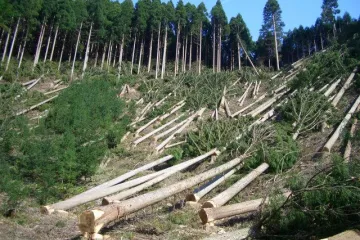 ​Північний апеляційний господарський суд підтвердив правомірність вимог прокуратури Чернігівської області про зобов’язання лісокористувача відшкодувати 55,5 тис грн, завданих незаконною порубкою дерев