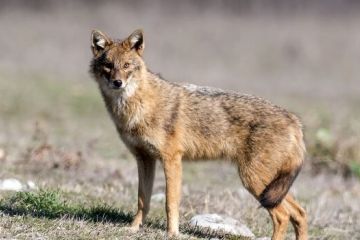 Дніпрянам не слід боятися шакалів Дніпрянам не слід боятися шакалів