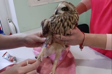 Аби зібрати кошти на лікування сови, дівчина з інтернату продала власні гончарні вироби Аби зібрати кошти на лікування сови, дівчина з інтернату продала власні гончарні вироби