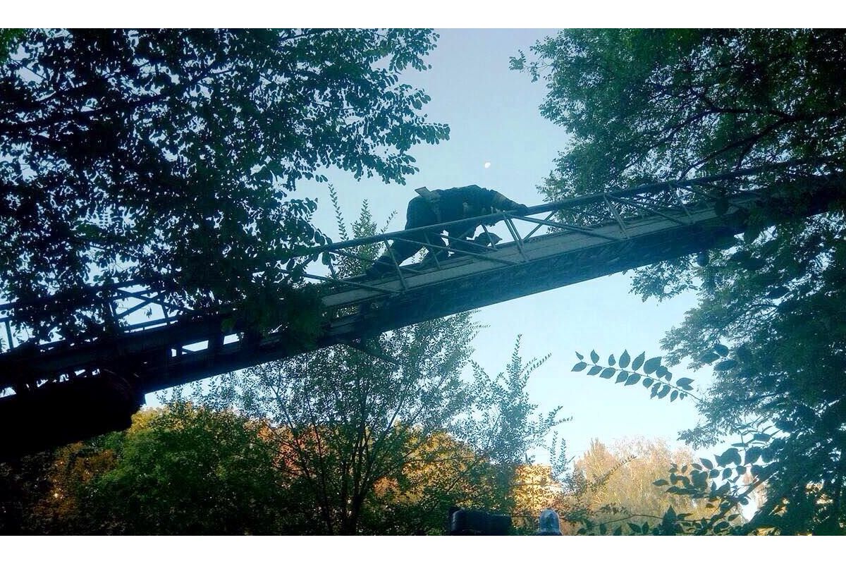 У Дніпрі рятувальники зняли кота з високого дерева У Дніпрі рятувальники зняли кота з високого дерева