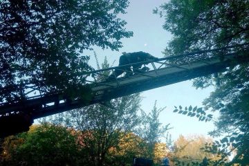У Дніпрі рятувальники зняли кота з високого дерева У Дніпрі рятувальники зняли кота з високого дерева