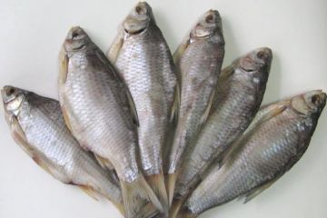 На Дніпропетровщині чоловік з’їв в’ялену рибу та захворів на ботулізм На Дніпропетровщині чоловік з’їв в’ялену рибу та захворів на ботулізм