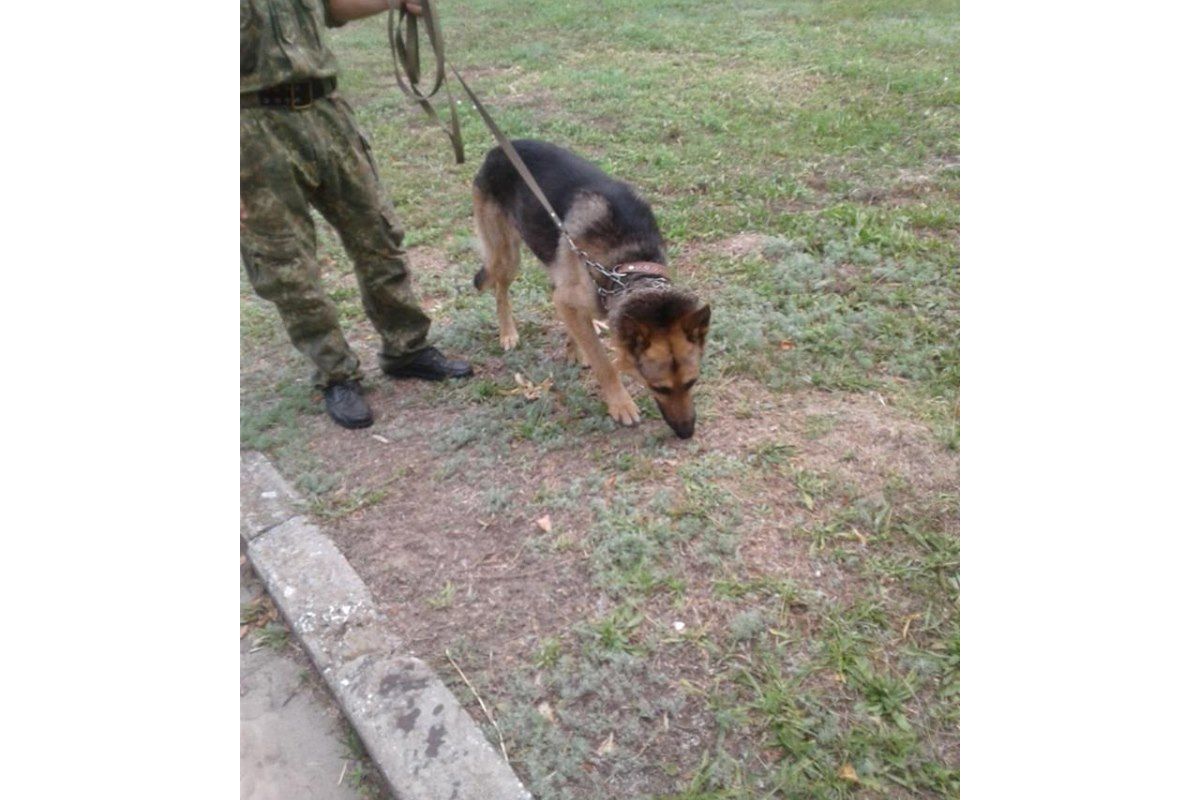 На Дніпропетровщині вівчарка знайшла загублену дитину На Дніпропетровщині вівчарка знайшла загублену дитину