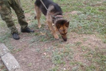 На Дніпропетровщині вівчарка знайшла загублену дитину На Дніпропетровщині вівчарка знайшла загублену дитину