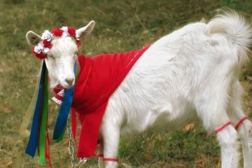 Як на фестивалі в Могилеві обирали красуню з-поміж кіз Як на фестивалі в Могилеві обирали красуню з-поміж кіз