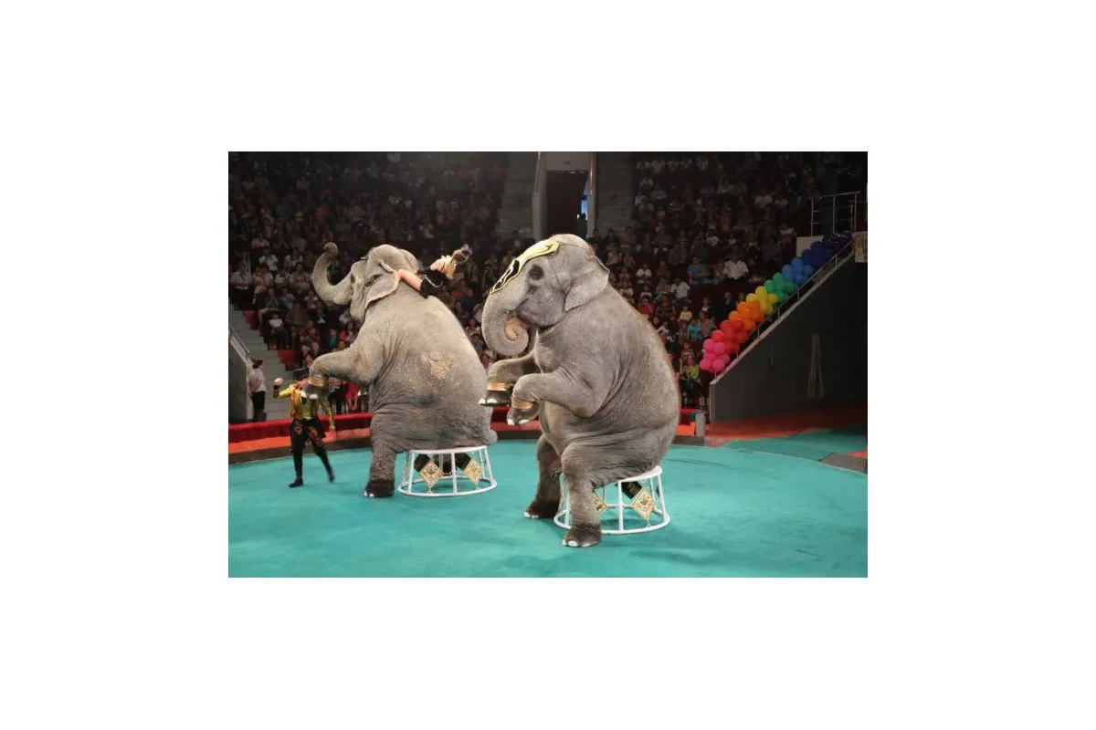 У Дніпрі збирають акцію протесту проти цирку з падаючим слоном