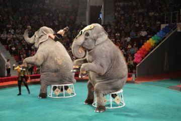У Дніпрі збирають акцію протесту проти цирку з падаючим слоном У Дніпрі збирають акцію протесту проти цирку з падаючим слоном